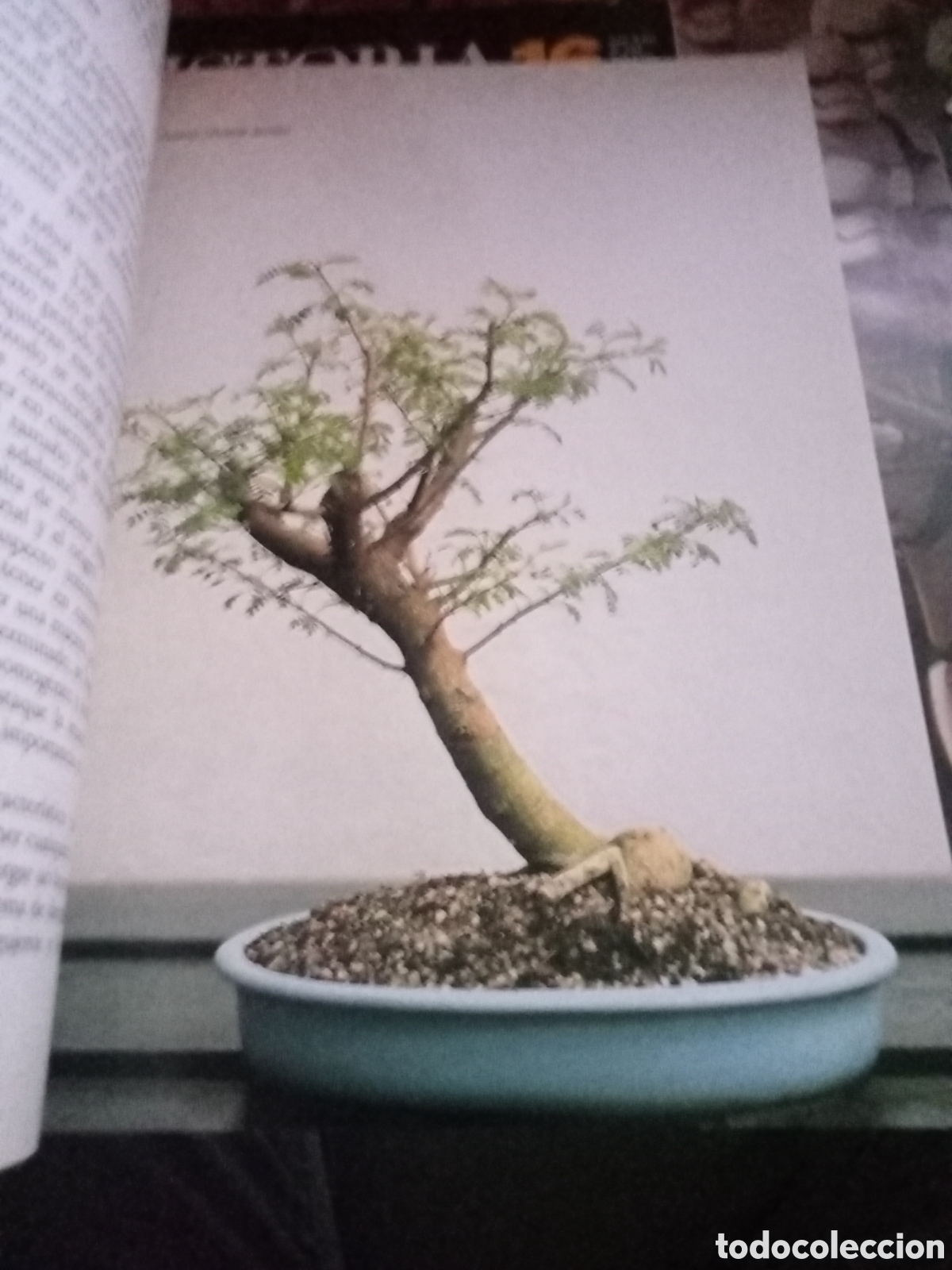 Libros de segunda mano: Cree su bonsai con plantas del pa&iacute;s - Foto 3
