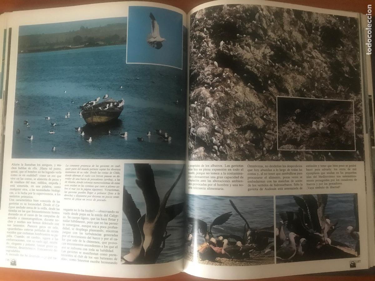 Libros de segunda mano: Cousteau. Los secretos del mar. Ediciones Urbi&oacute;n. Tomo 2 - Foto 4