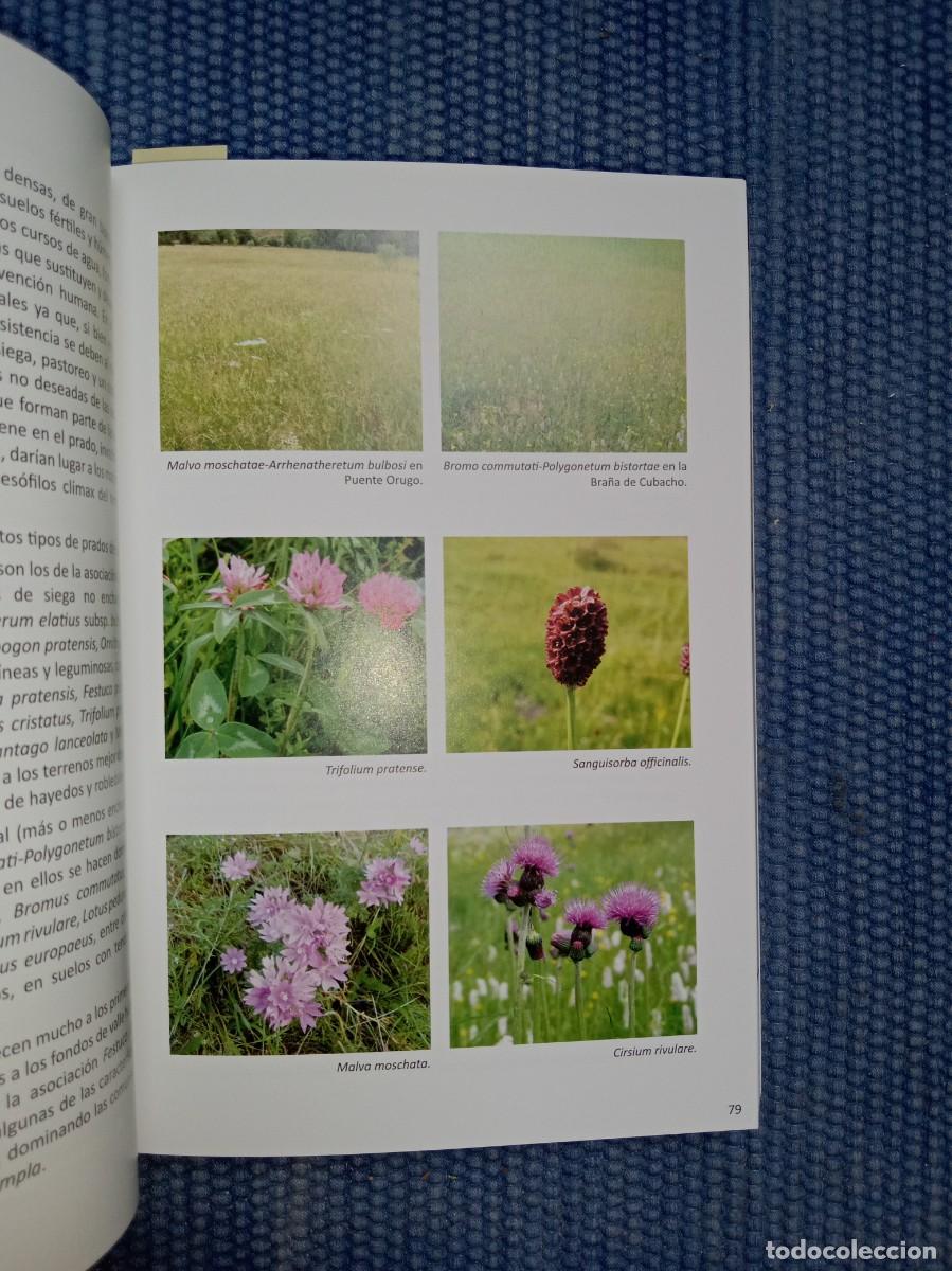 Libros de segunda mano: Flora protegida de Le&oacute;n - Foto 4