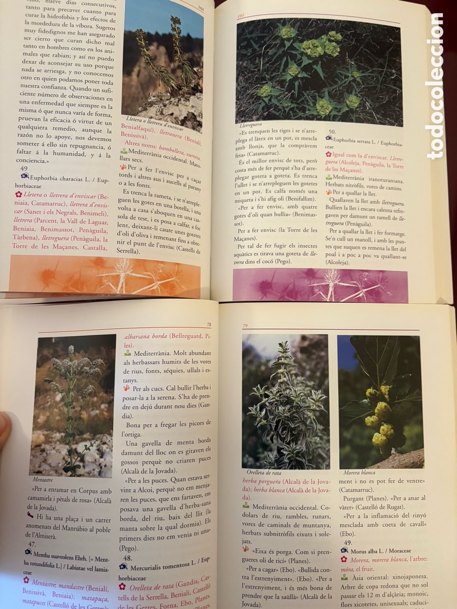 Libros de segunda mano: Joan Pellicer &mdash; Costumari bot&agrave;nic - Foto 3