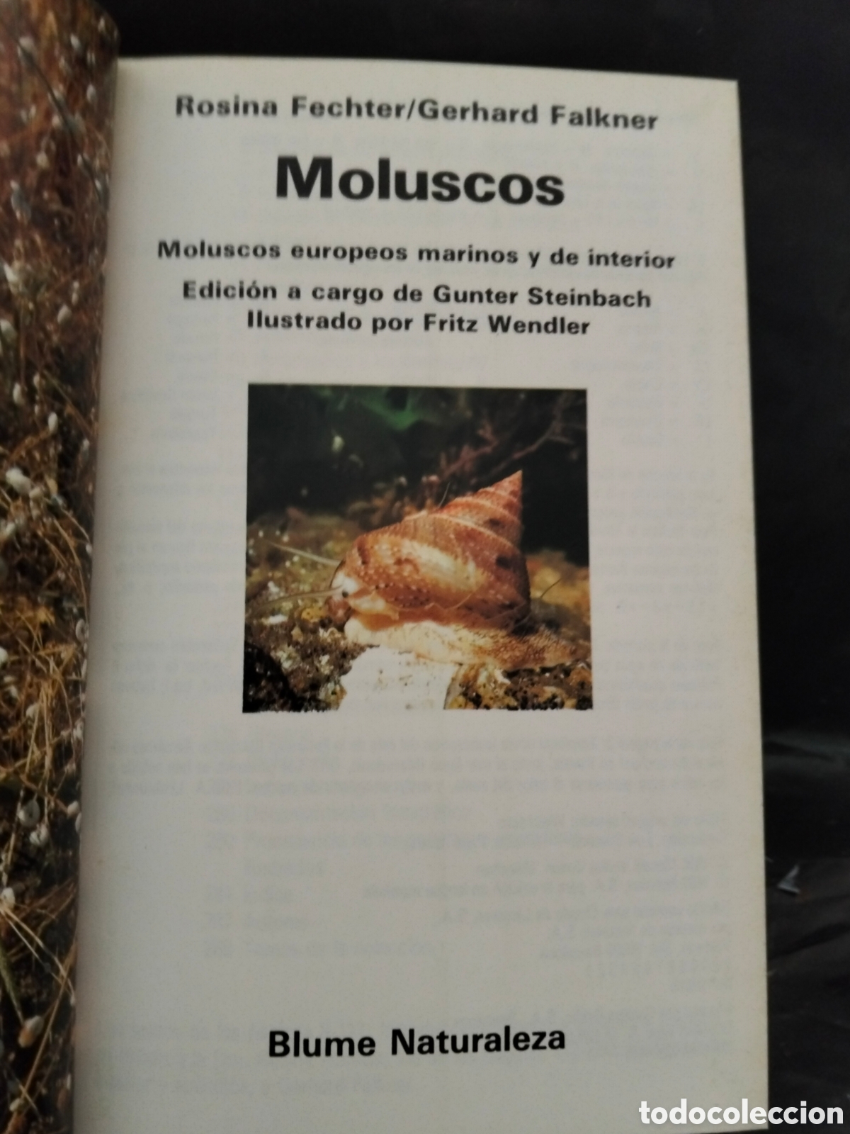 Libros de segunda mano: VV AA. MOLUSCOS .BLUME - Foto 2