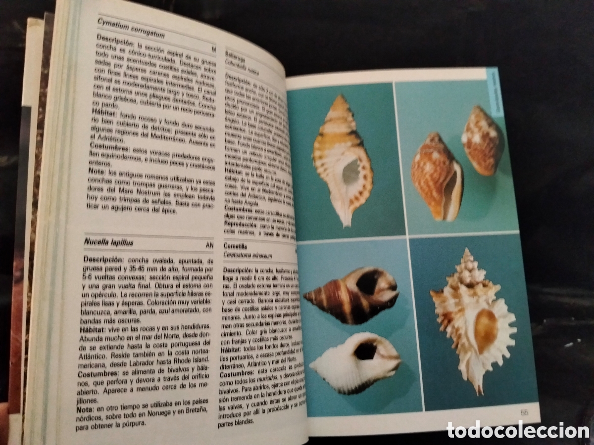 Libros de segunda mano: VV AA. MOLUSCOS .BLUME - Foto 5