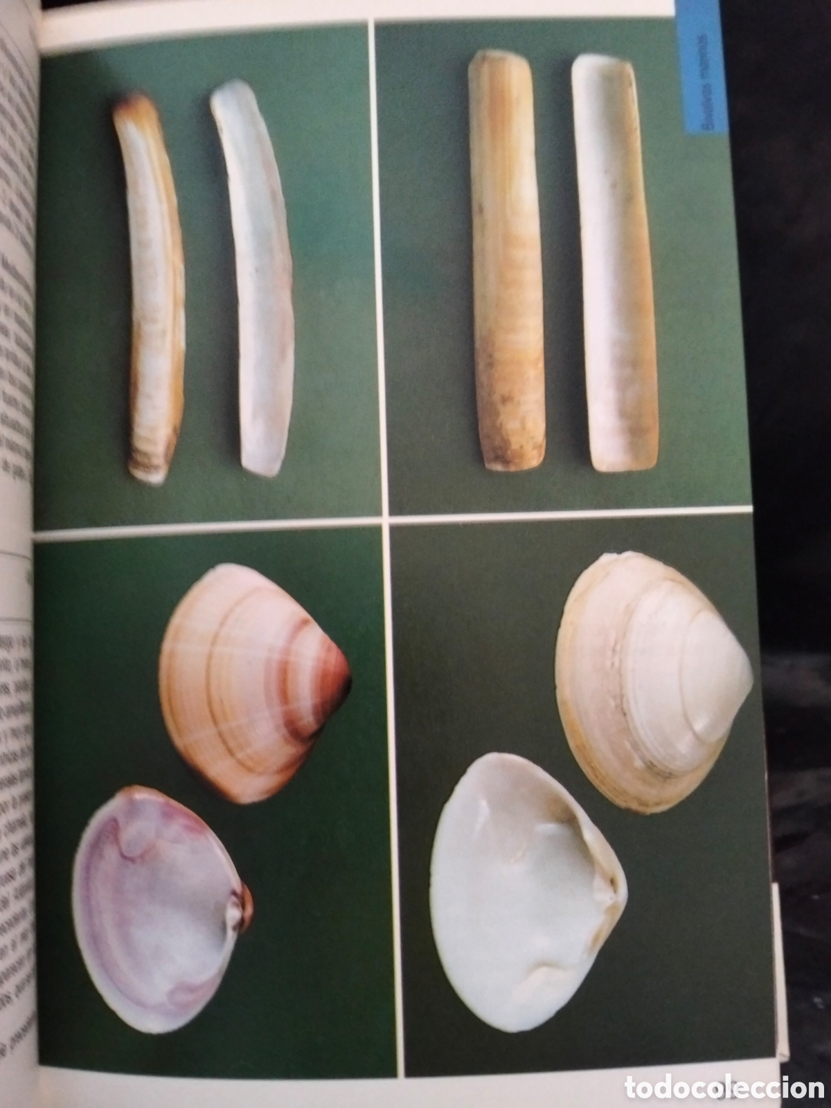 Libros de segunda mano: VV AA. MOLUSCOS .BLUME - Foto 6