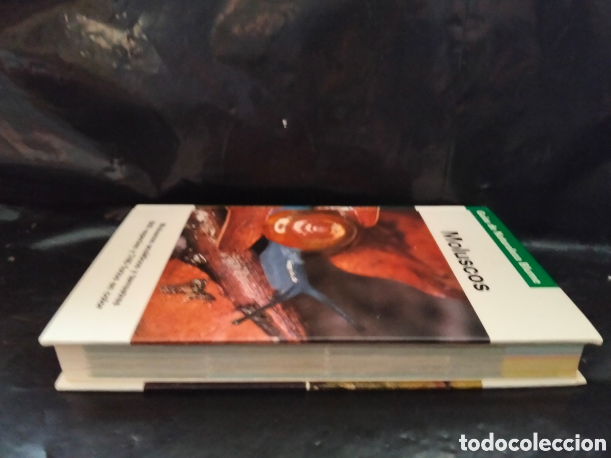 Libros de segunda mano: VV AA. MOLUSCOS .BLUME - Foto 9