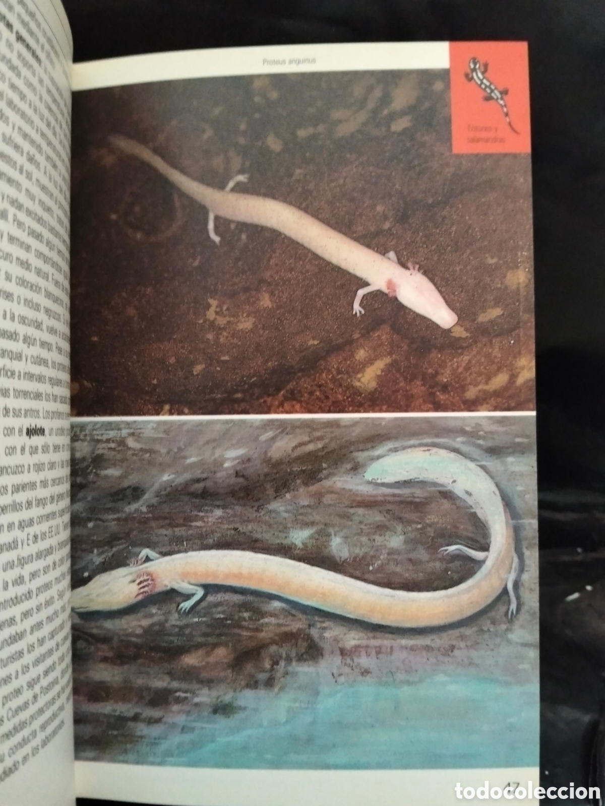 Libros de segunda mano: VV. AA. REPTILES Y ANFIBIOS .BLUME - Foto 4