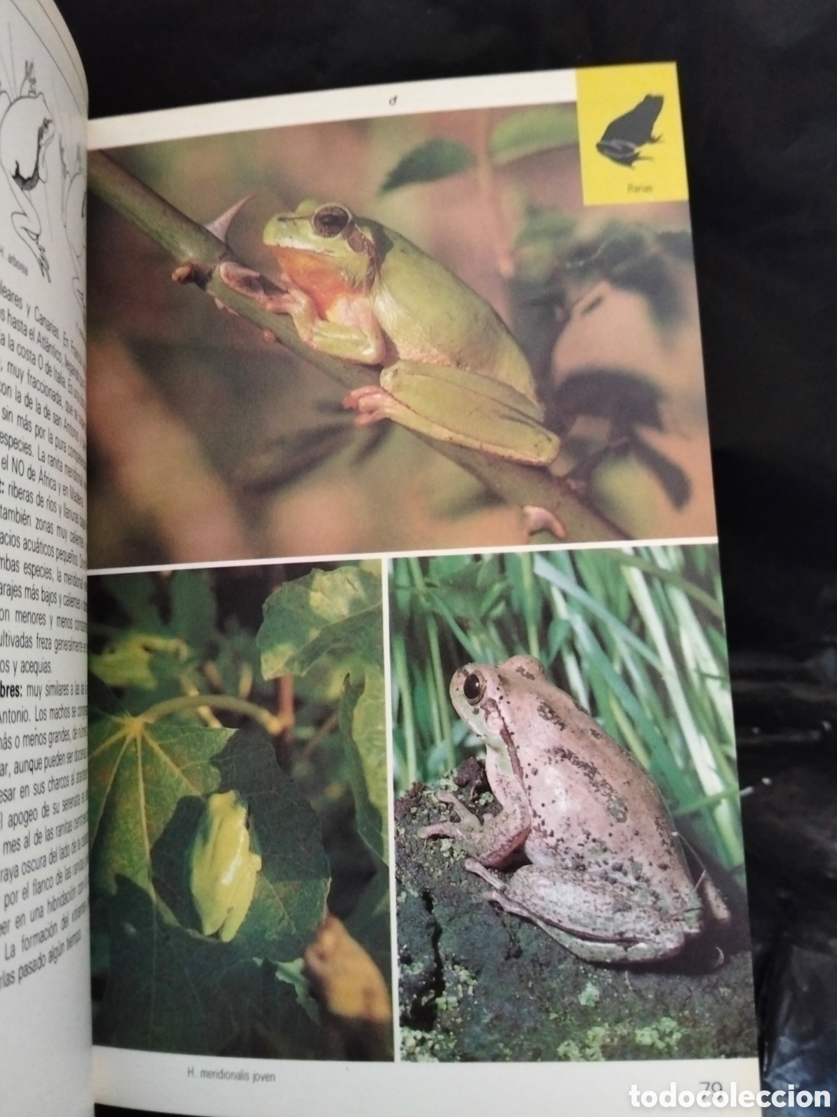 Libros de segunda mano: VV. AA. REPTILES Y ANFIBIOS .BLUME - Foto 5