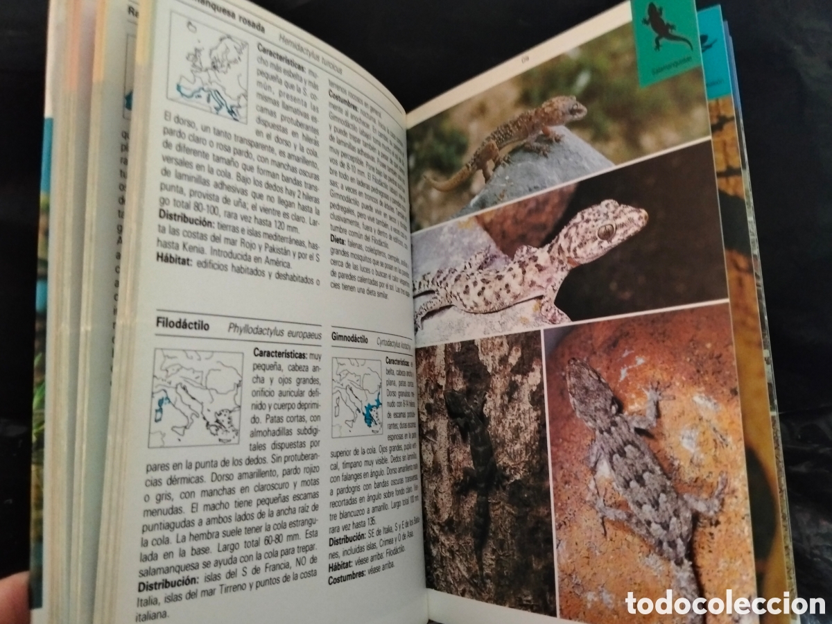 Libros de segunda mano: VV. AA. REPTILES Y ANFIBIOS .BLUME - Foto 6