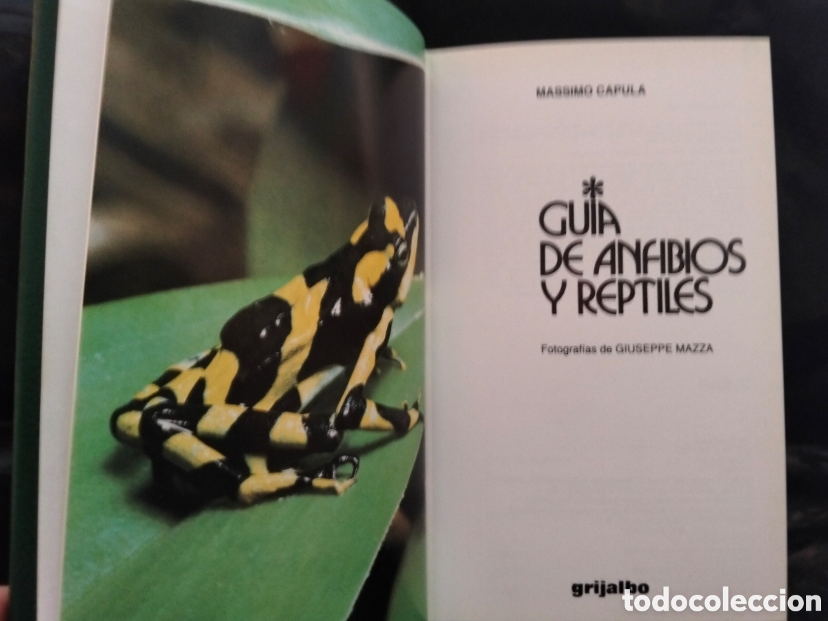 Libros de segunda mano: MASSIMO CAPULA. GU&Iacute;A DE ANFIBIOS Y REPTILES .GRIJALBO - Foto 2