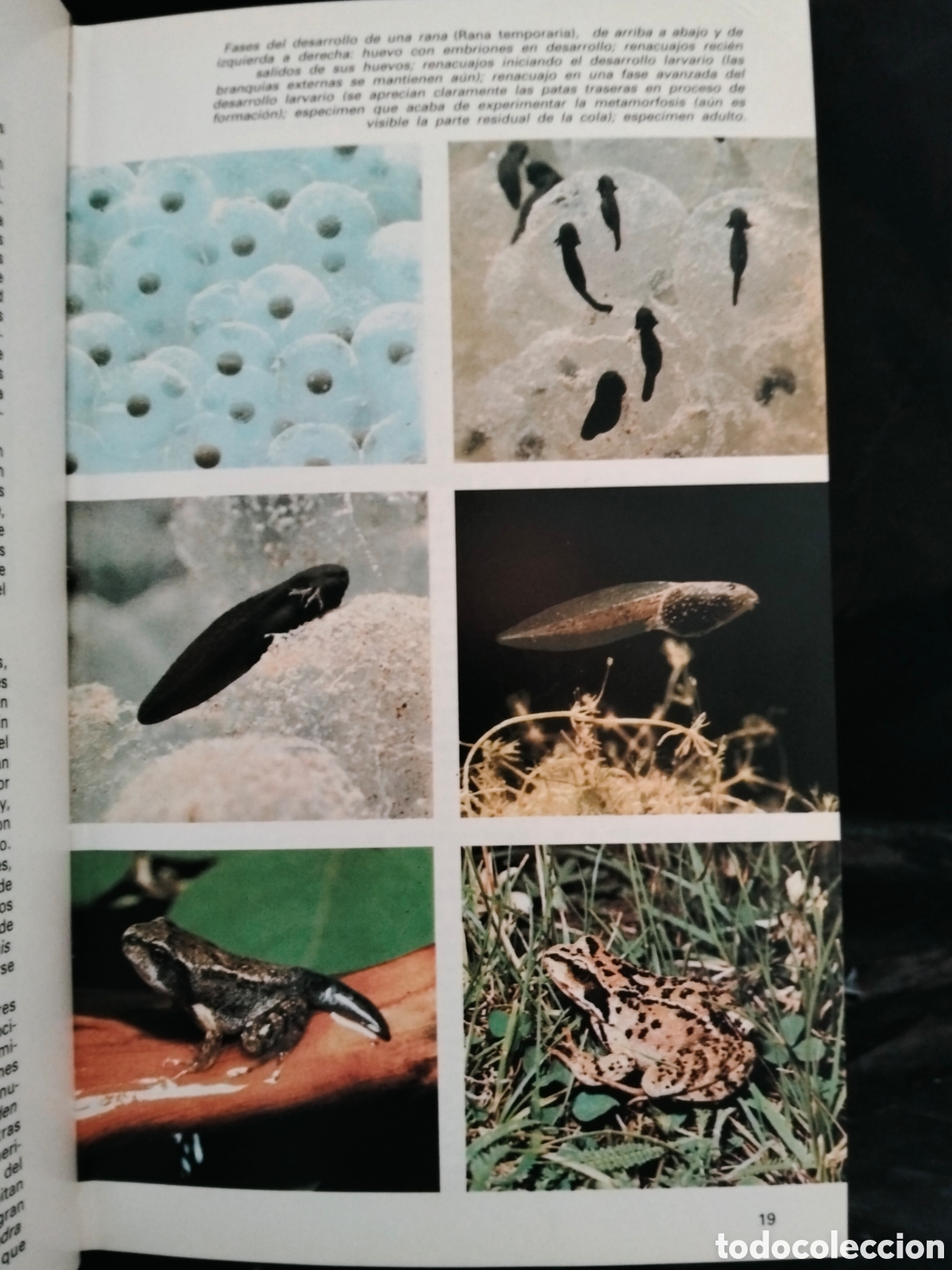 Libros de segunda mano: MASSIMO CAPULA. GU&Iacute;A DE ANFIBIOS Y REPTILES .GRIJALBO - Foto 5