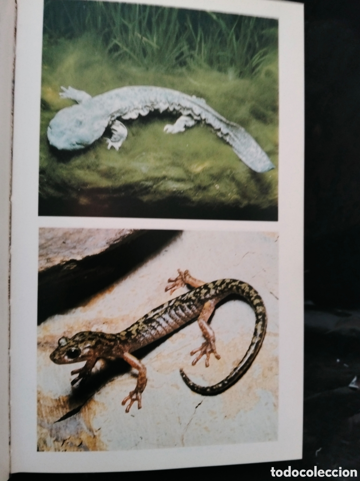 Libros de segunda mano: MASSIMO CAPULA. GU&Iacute;A DE ANFIBIOS Y REPTILES .GRIJALBO - Foto 6