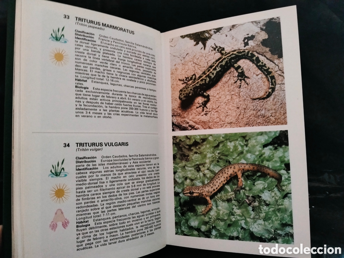 Libros de segunda mano: MASSIMO CAPULA. GU&Iacute;A DE ANFIBIOS Y REPTILES .GRIJALBO - Foto 7