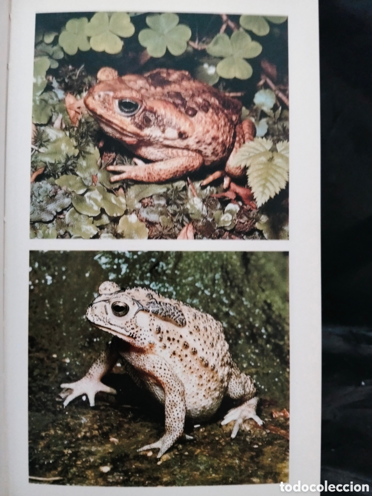 Libros de segunda mano: MASSIMO CAPULA. GU&Iacute;A DE ANFIBIOS Y REPTILES .GRIJALBO - Foto 8