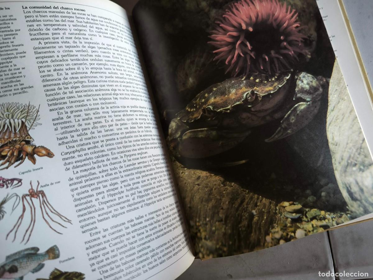 Libros de segunda mano: GUIA DEL NATURALISTA GERALD DURRELL - Foto 16