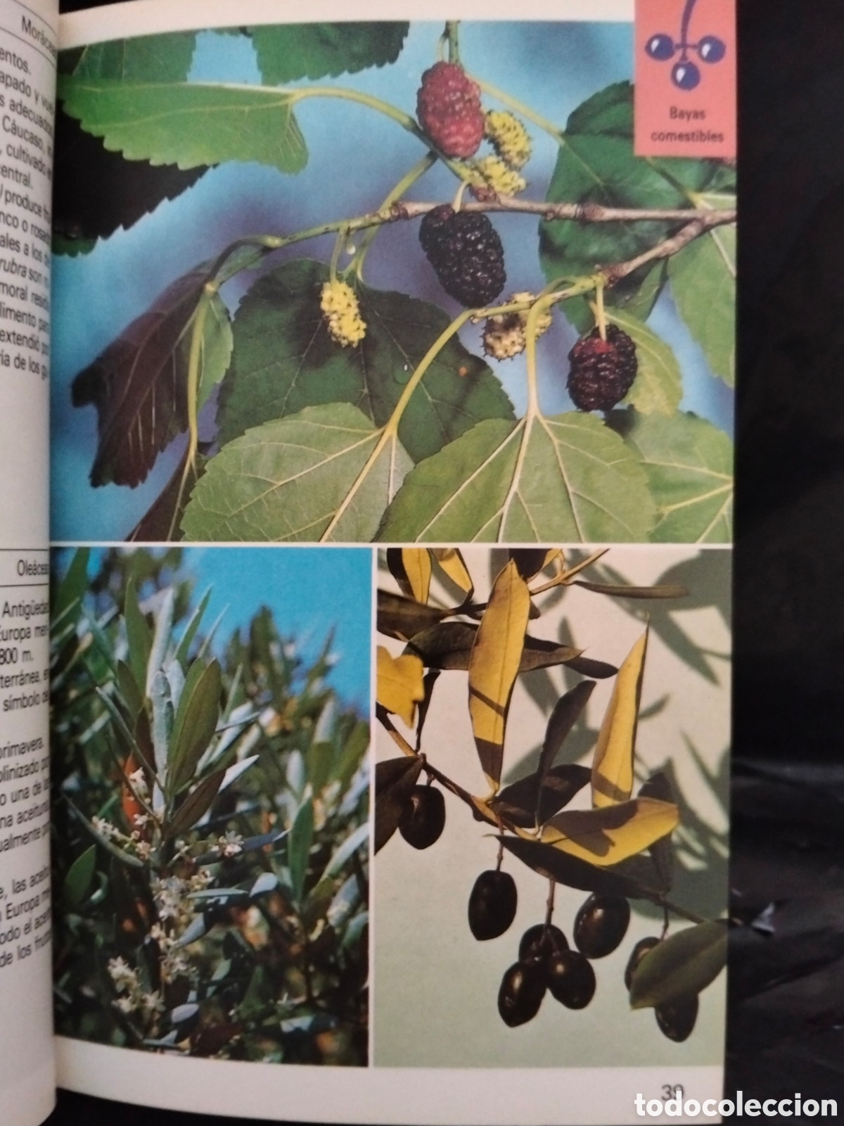 Libros de segunda mano: GRAU)JUNG)MUNKER. PLANTAS MEDICINALES.BLUME - Foto 4