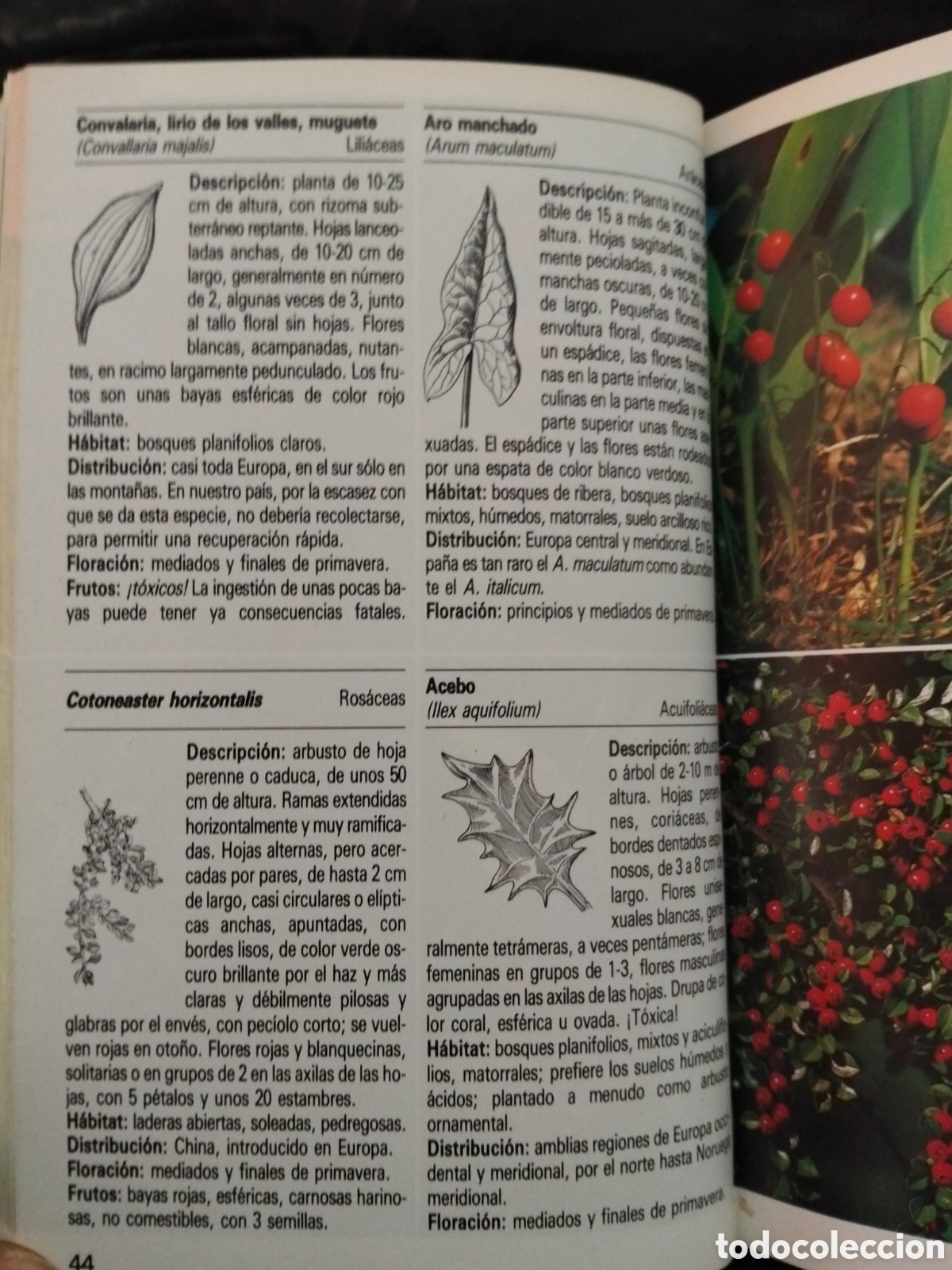 Libros de segunda mano: GRAU)JUNG)MUNKER. PLANTAS MEDICINALES.BLUME - Foto 5