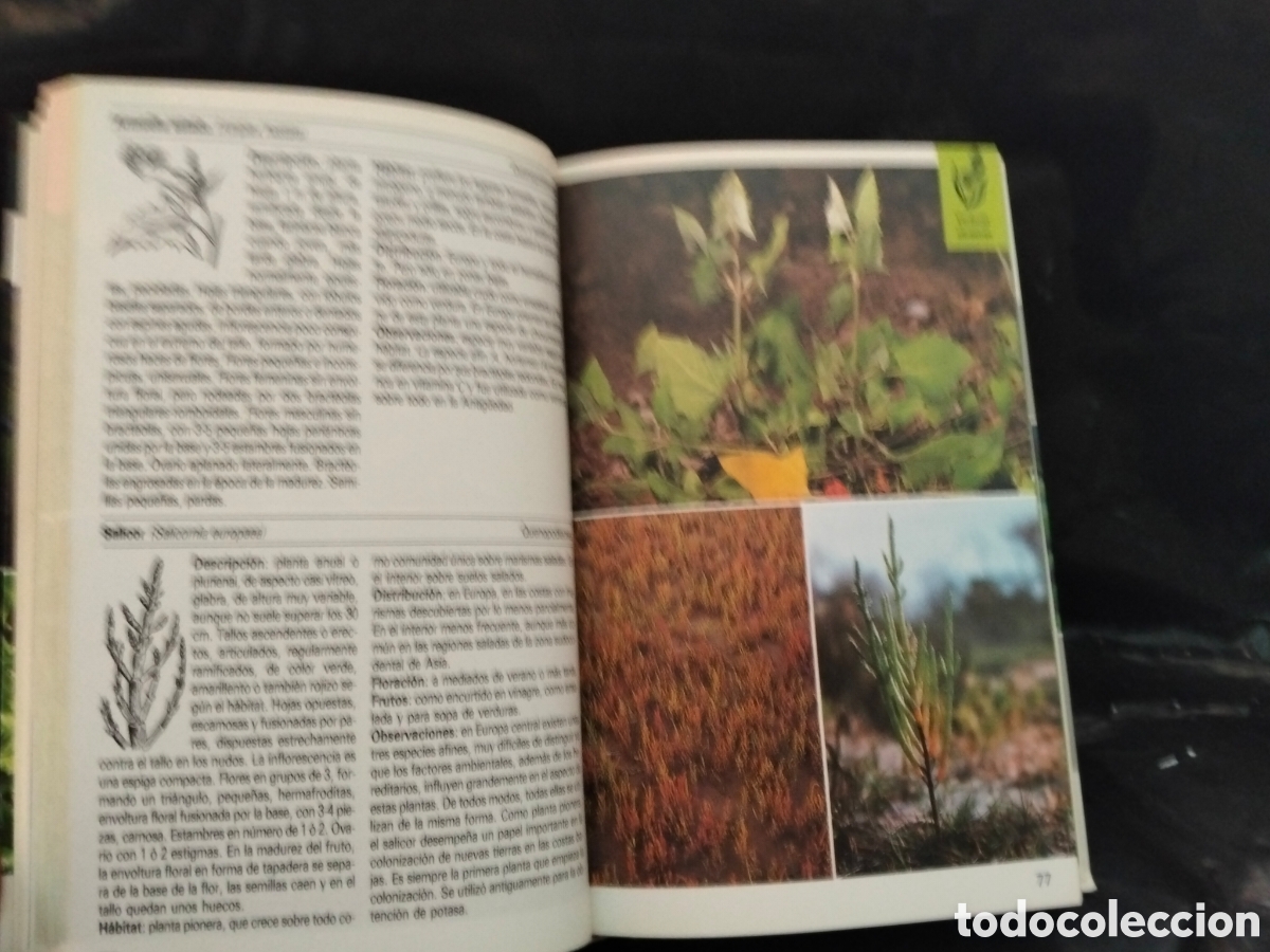 Libros de segunda mano: GRAU)JUNG)MUNKER. PLANTAS MEDICINALES.BLUME - Foto 6