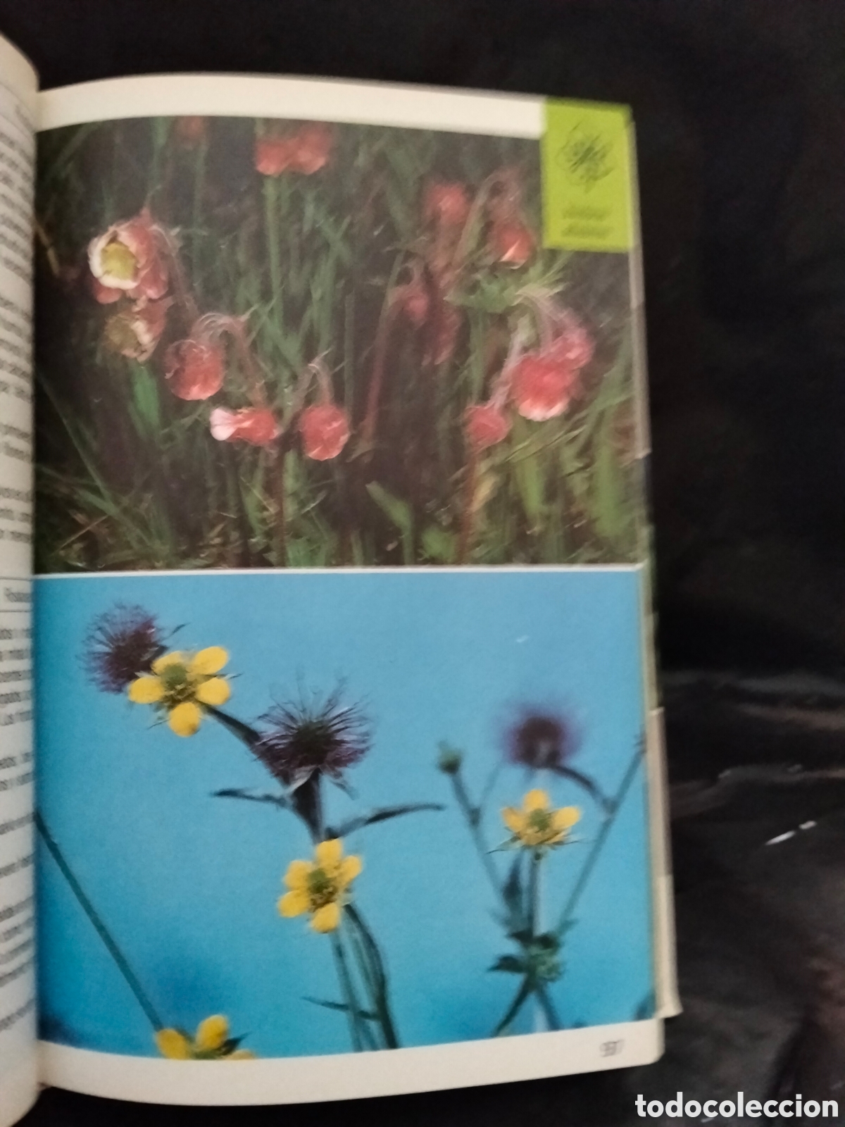 Libros de segunda mano: GRAU)JUNG)MUNKER. PLANTAS MEDICINALES.BLUME - Foto 7