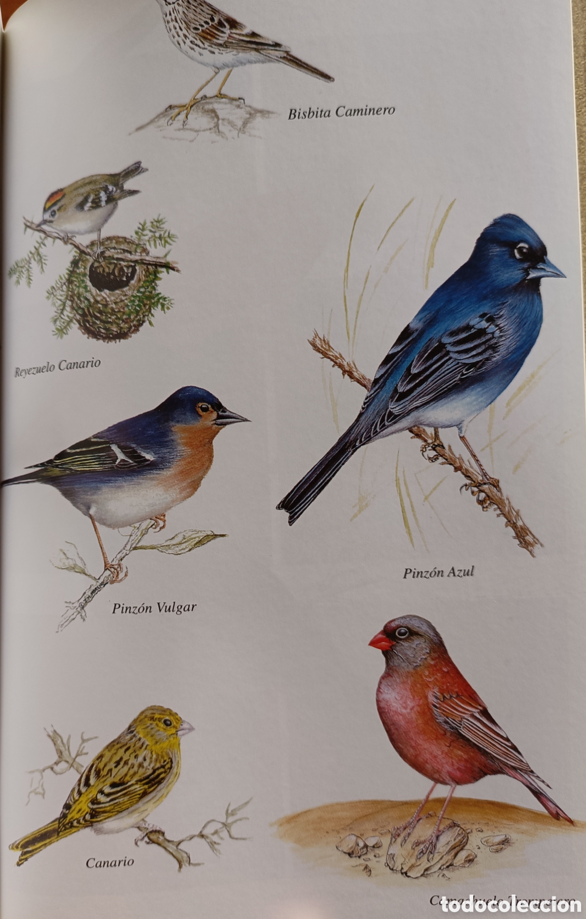Libros de segunda mano: D&oacute;nde ver aves en Tenerife - Foto 4