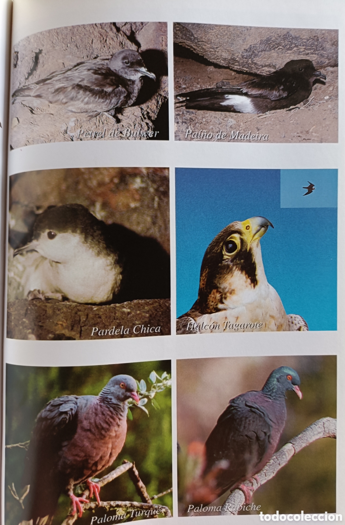 Libros de segunda mano: D&oacute;nde ver aves en Tenerife - Foto 5