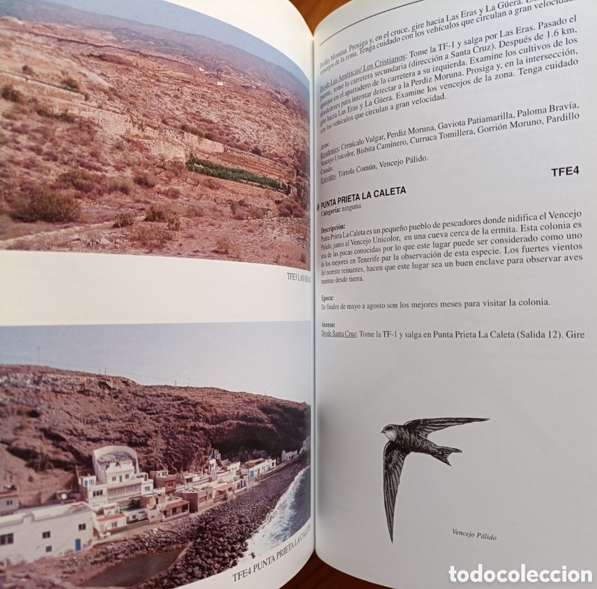Libros de segunda mano: D&oacute;nde ver aves en Tenerife - Foto 7