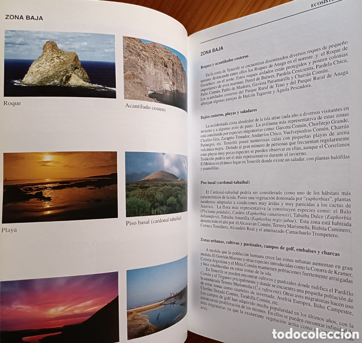 Libros de segunda mano: D&oacute;nde ver aves en Tenerife - Foto 13