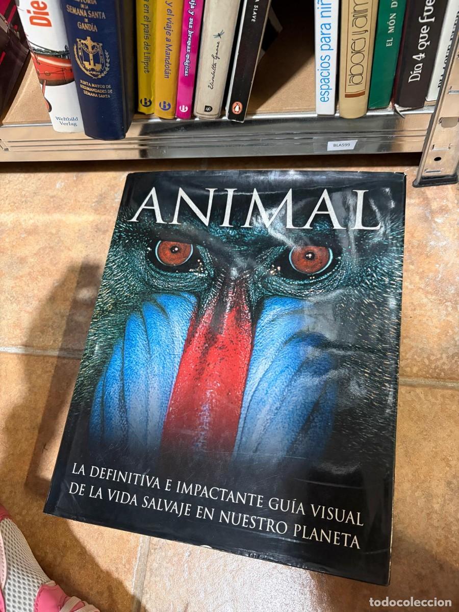 Libros de segunda mano: BLAS99 - ANIMAL LA DEFINITIVA E IMPACTANTE GUIA VISUAL DE LA VIDA SALVAJE EN NUESTRO PLANETA