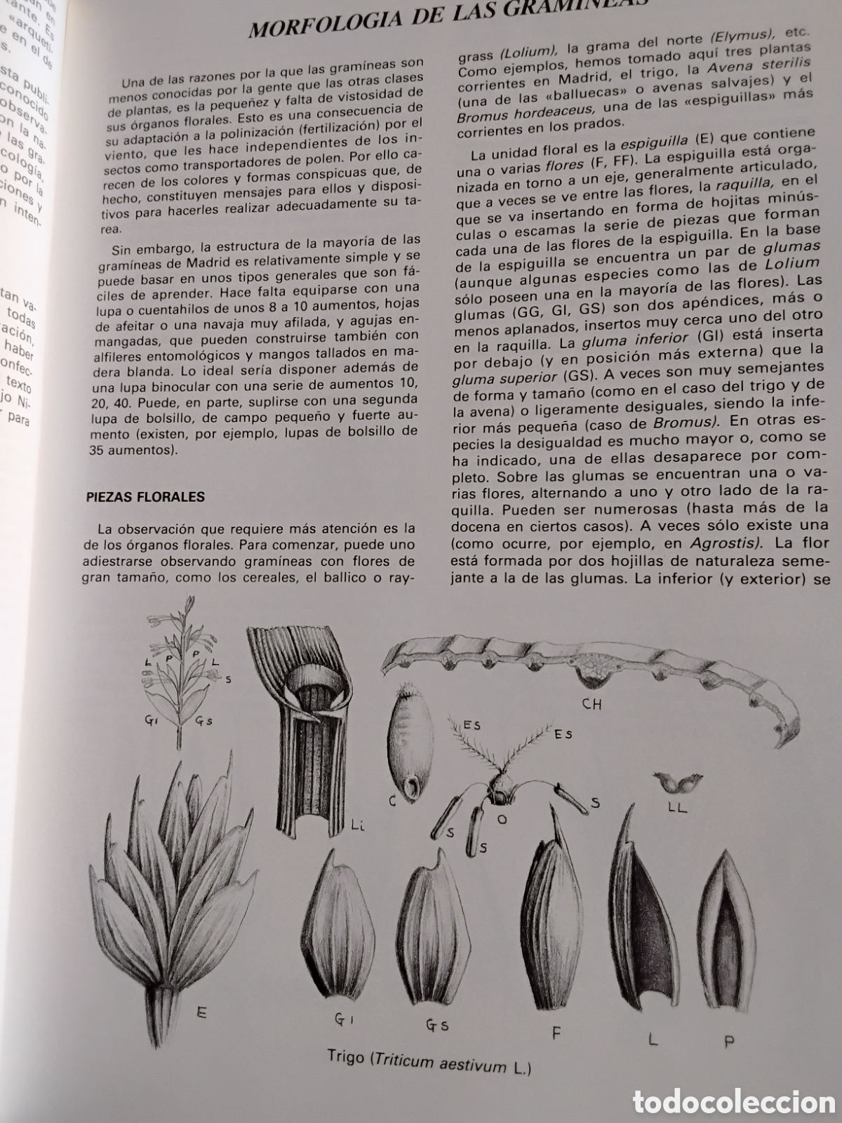 Libros de segunda mano: GRAM&Iacute;NEAS PRATENSES DE MADRID. F. GONZ&Aacute;LEZ BERN&Aacute;LDEZ - Foto 3