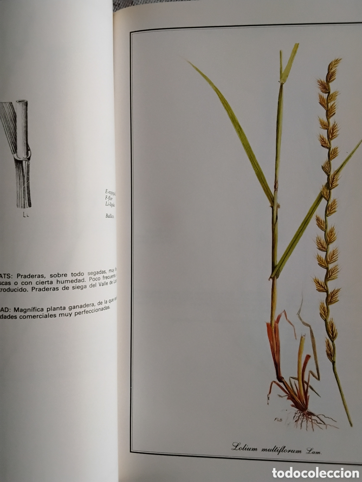 Libros de segunda mano: GRAM&Iacute;NEAS PRATENSES DE MADRID. F. GONZ&Aacute;LEZ BERN&Aacute;LDEZ - Foto 5