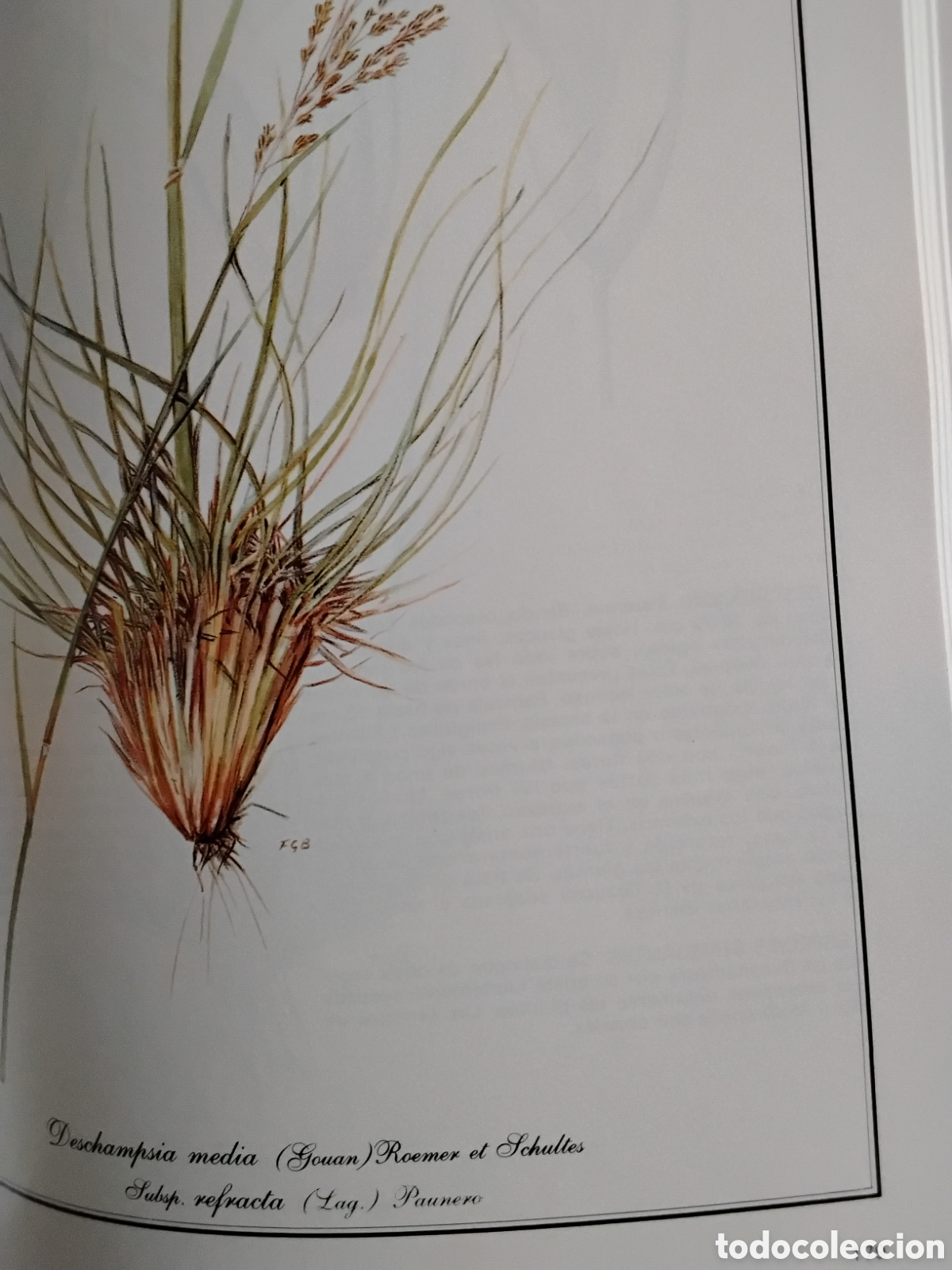 Libros de segunda mano: GRAM&Iacute;NEAS PRATENSES DE MADRID. F. GONZ&Aacute;LEZ BERN&Aacute;LDEZ - Foto 13