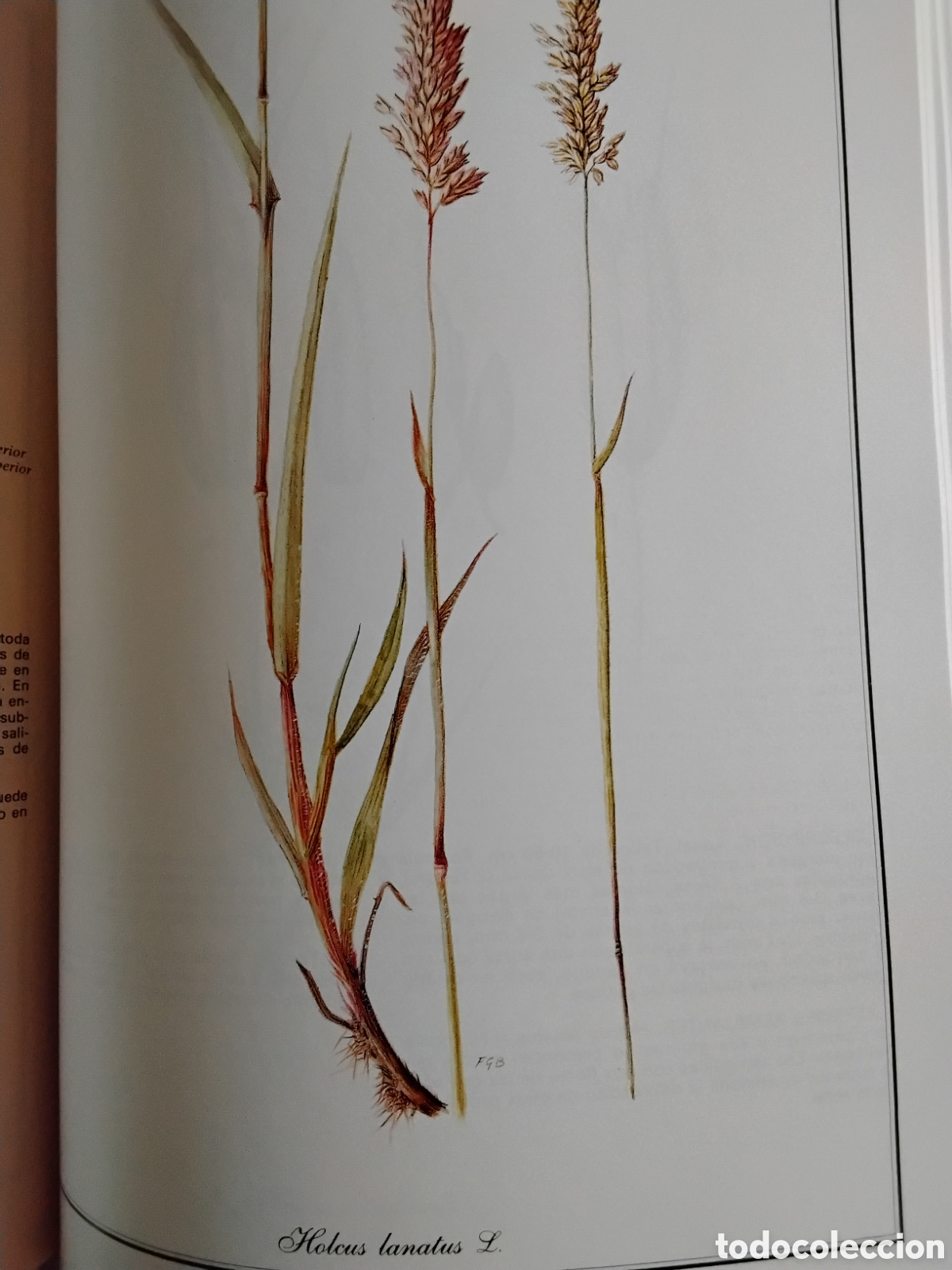 Libros de segunda mano: GRAM&Iacute;NEAS PRATENSES DE MADRID. F. GONZ&Aacute;LEZ BERN&Aacute;LDEZ - Foto 14