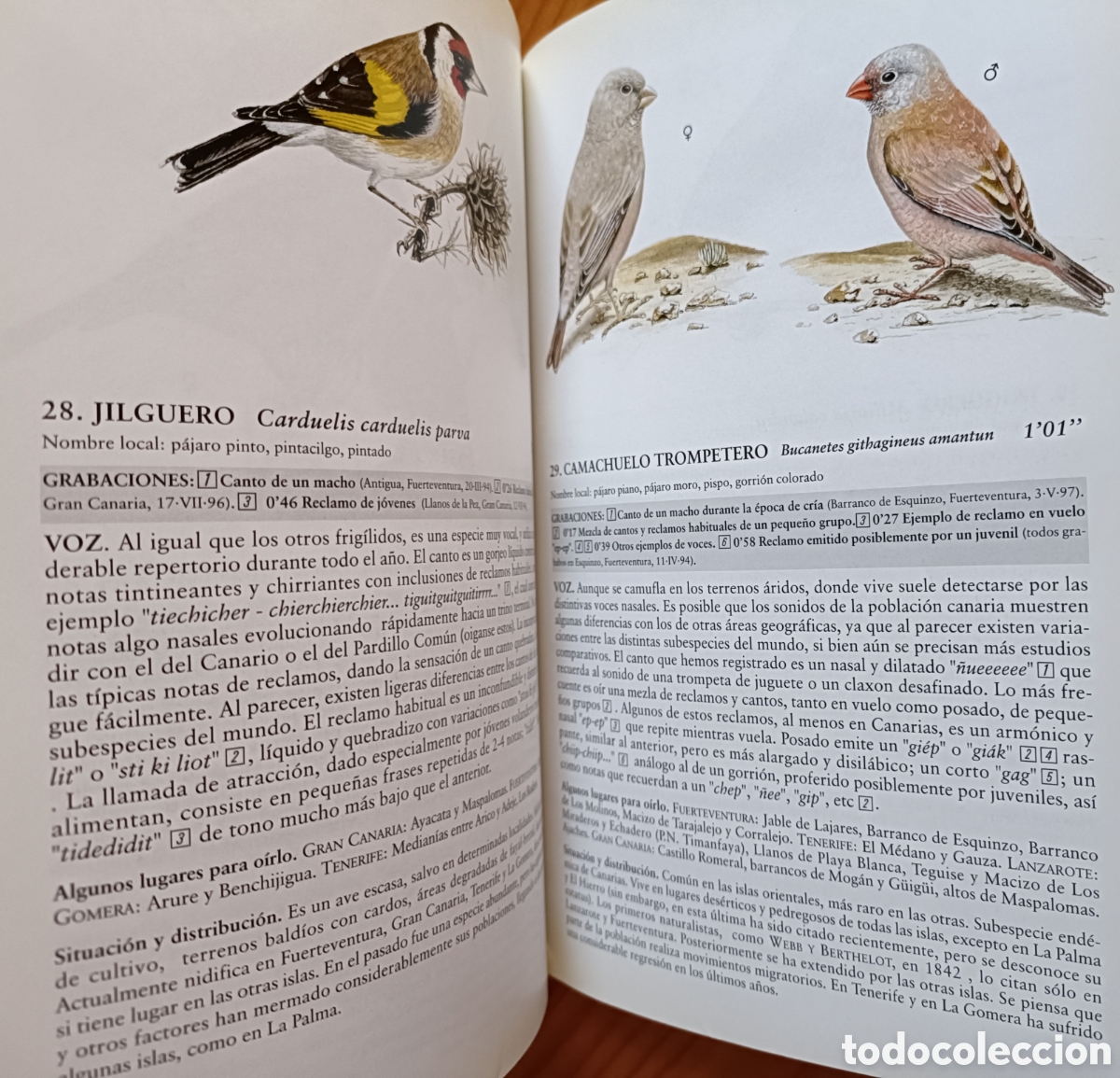 Libros de segunda mano: Cantos y reclamos de las aves de Canarias. (Sin cds) - Foto 3
