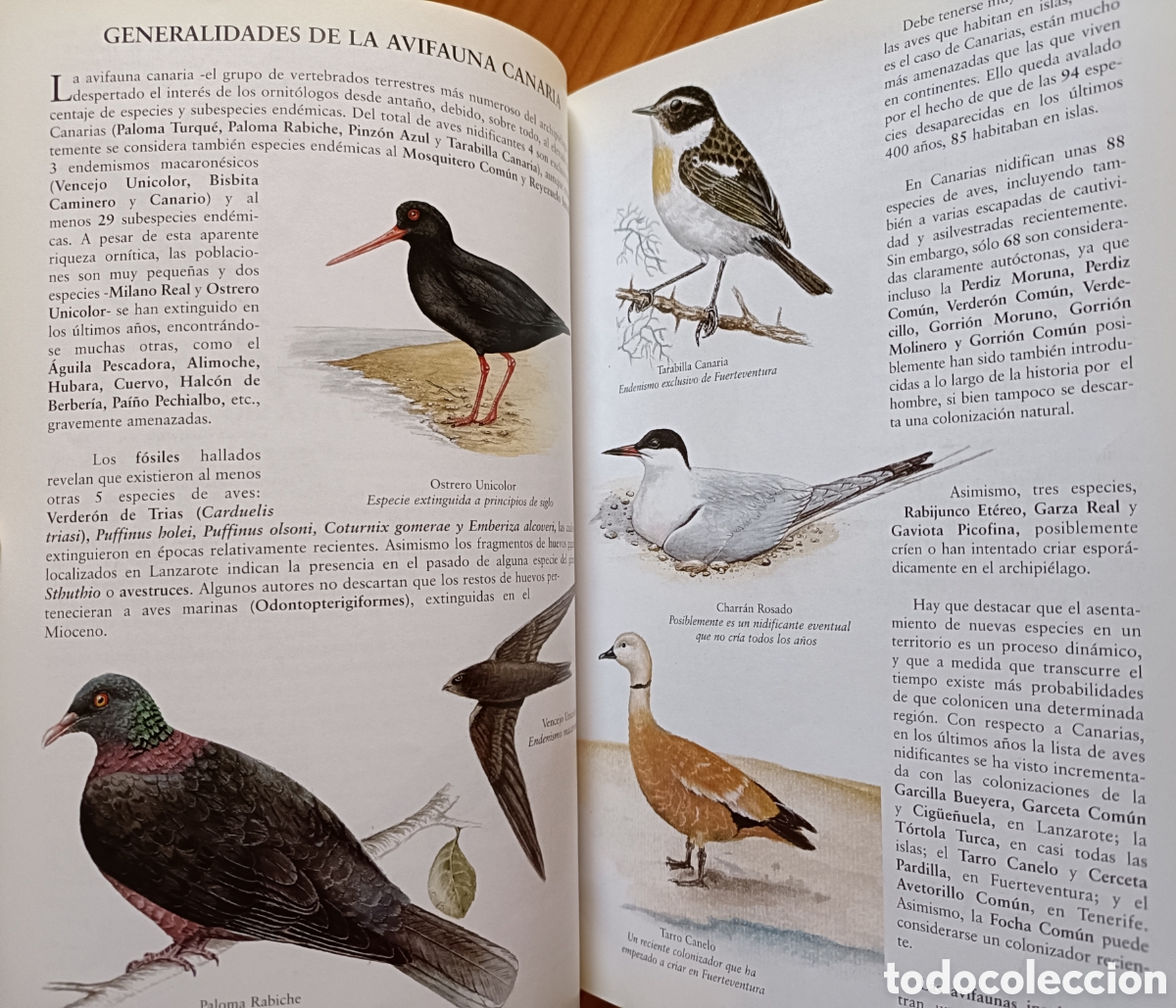 Libros de segunda mano: Cantos y reclamos de las aves de Canarias. (Sin cds) - Foto 8