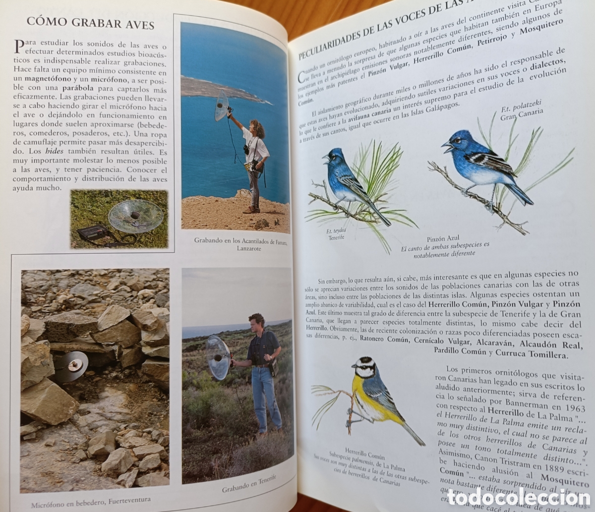 Libros de segunda mano: Cantos y reclamos de las aves de Canarias. (Sin cds) - Foto 9