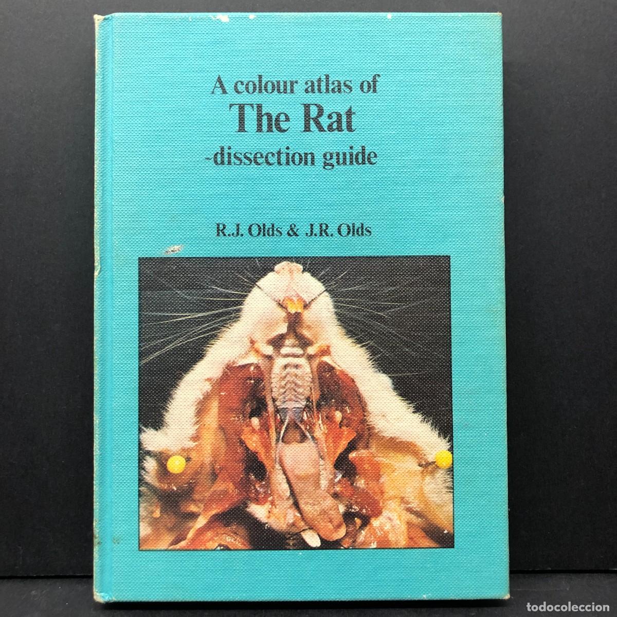 Libros de segunda mano: A COLOUR ATLAS OF THE RAT - DISSECTION GUIDE - R.J. OLDS & J.R. OLDS / 3489