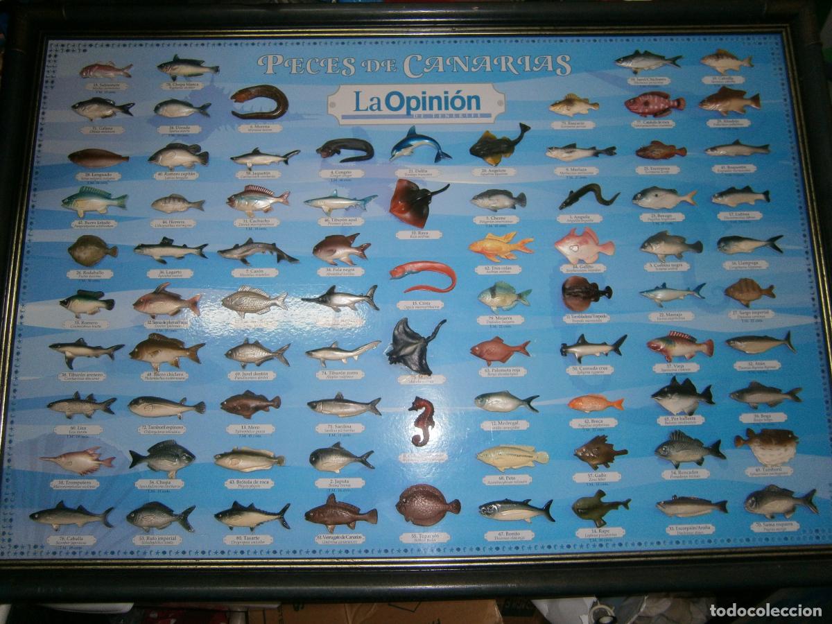 Libros de segunda mano: ESPECTACULAR CUADRO CON FIGURAS DE TODOS LOS PECES DE CANARIAS - GRAN TAMA&Ntilde;O Y PESO
