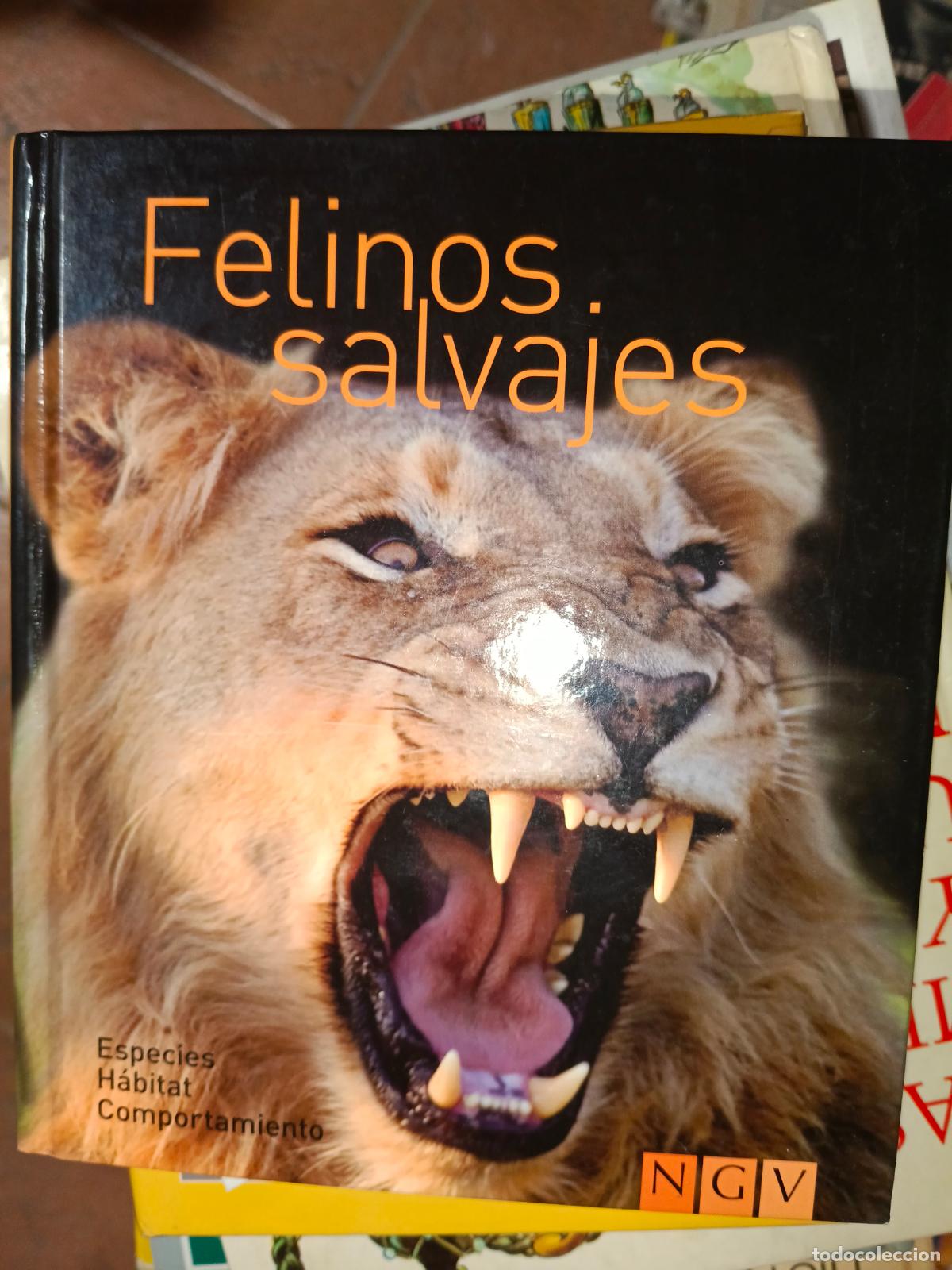 Libros de segunda mano: FELINOS SALVAJES. ESPECIES. HABITAT COMPORTAMIENTO