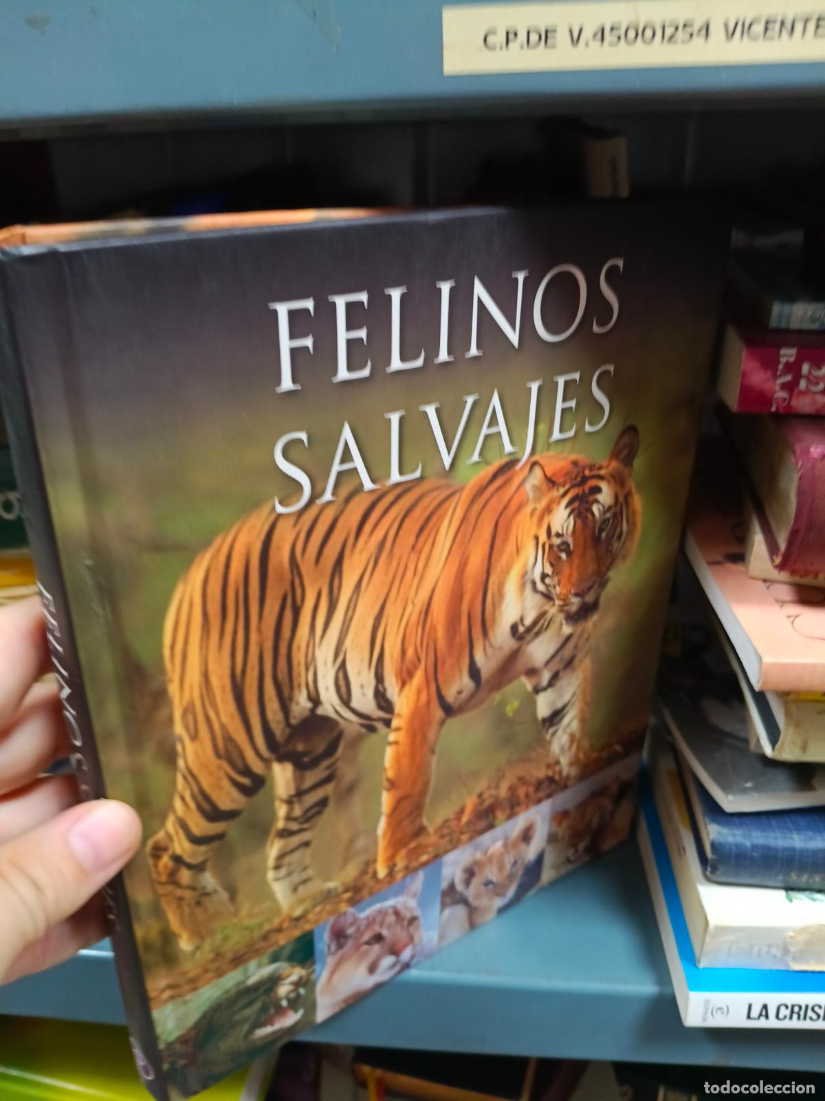 Libros de segunda mano: FELINOS SALVAJES - Tapa blanda -