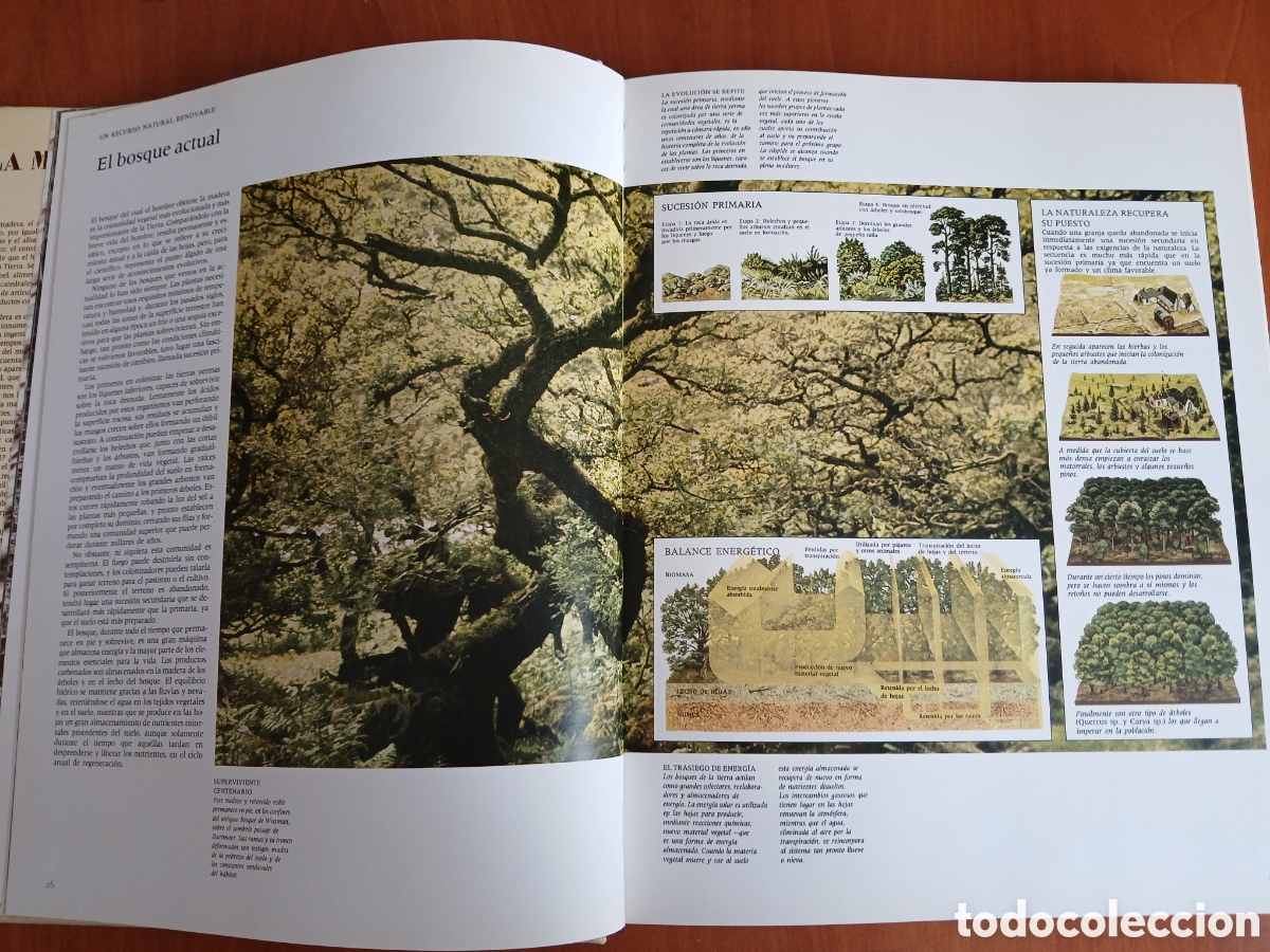Libros de segunda mano: La Madera. Editorial Blume. - Foto 6