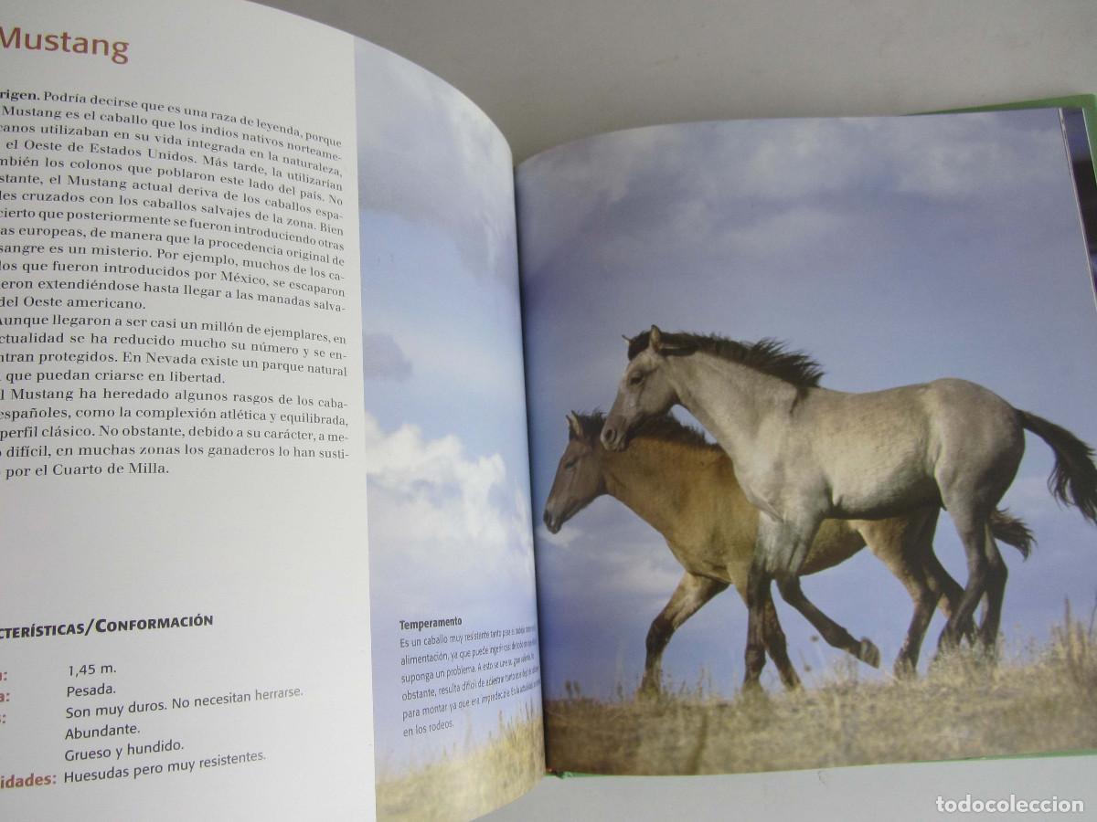 Libros de segunda mano: El gran libro del caballo. Inma Navarra. Oceano-Ambar 2006 - Foto 14