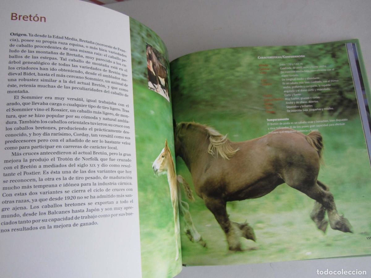 Libros de segunda mano: El gran libro del caballo. Inma Navarra. Oceano-Ambar 2006 - Foto 15