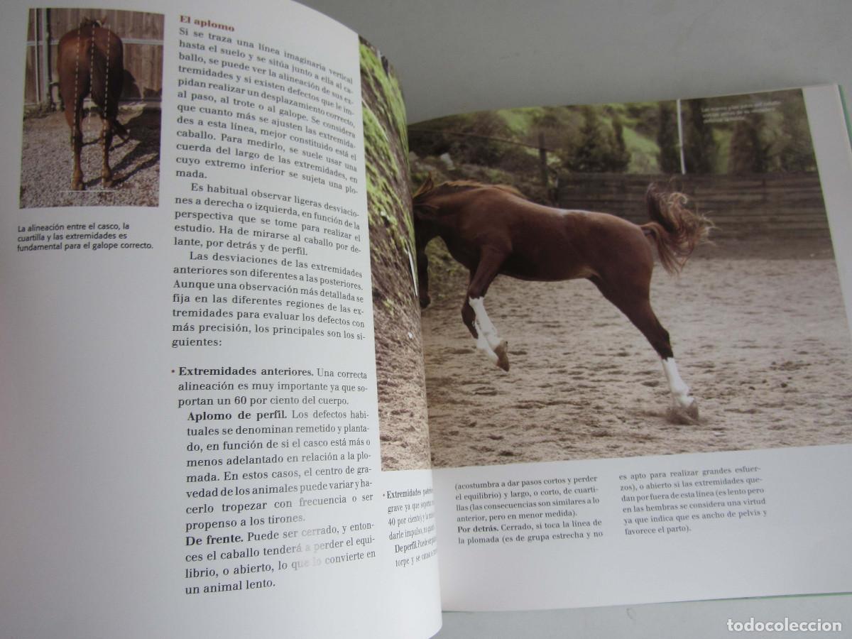 Libros de segunda mano: El gran libro del caballo. Inma Navarra. Oceano-Ambar 2006 - Foto 25