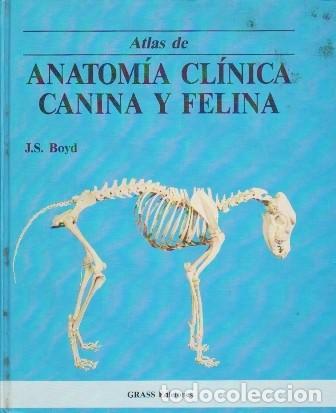 Libros de segunda mano: ANATOMIA CLINICA CANINA Y FELINA - BOYD, J.S. - A-VETER-222