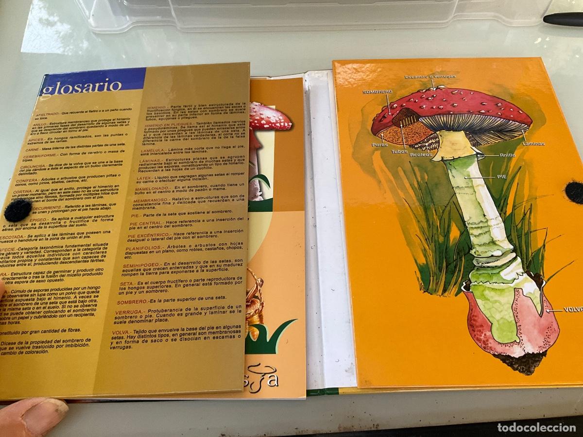 Libros de segunda mano: CONSEJOS B&Aacute;SICOS PARA LA RECOLECCI&Oacute;N DE SETAS. Incluye DVD - Foto 2