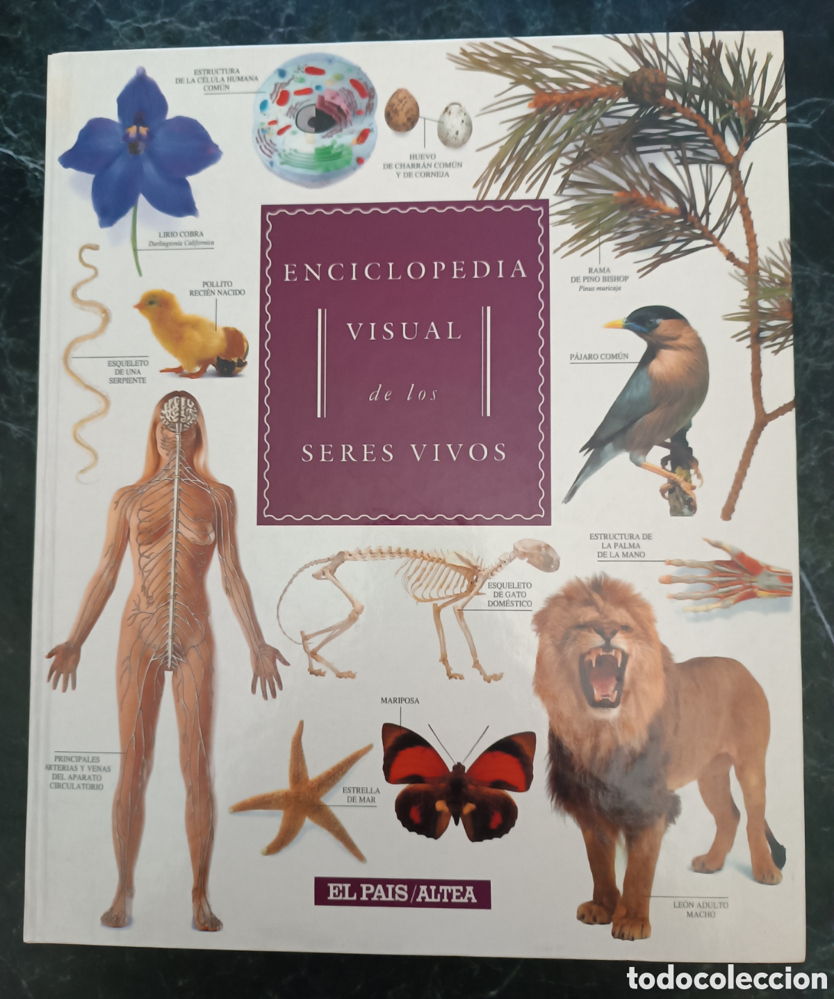 Libros de segunda mano: Enciclopedia visual de los seres vivos. - Foto 2