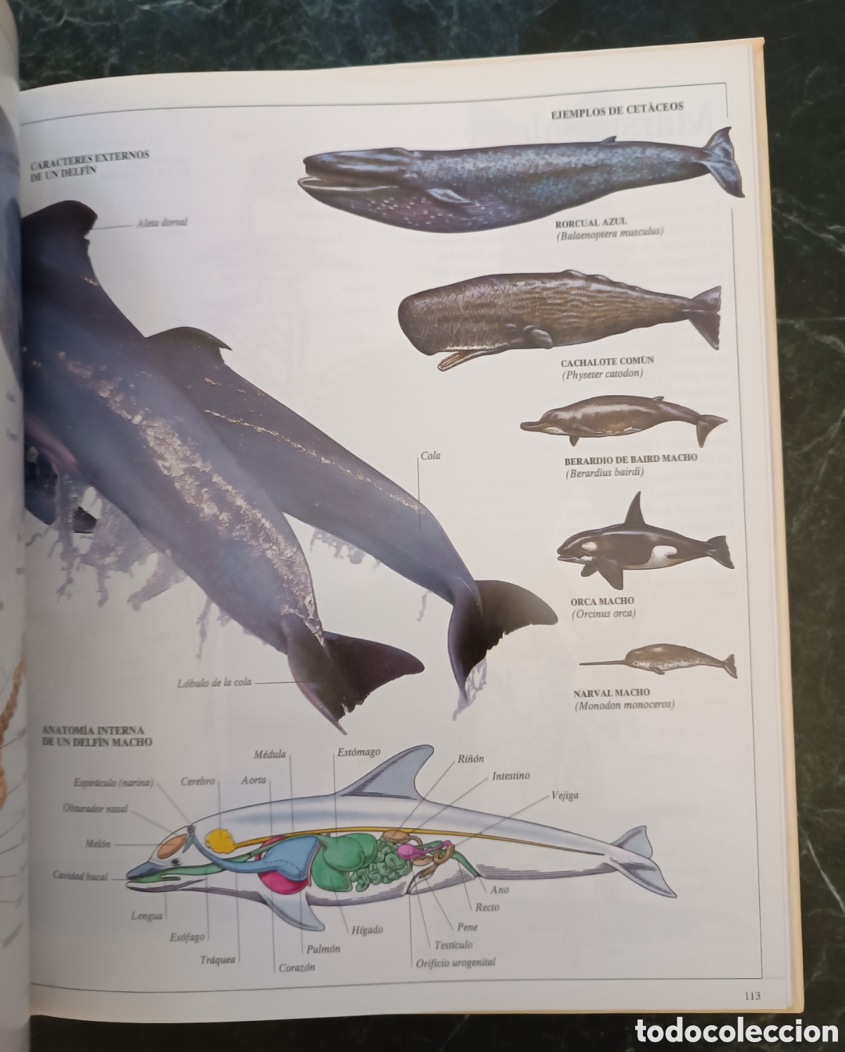 Libros de segunda mano: Enciclopedia visual de los seres vivos. - Foto 5