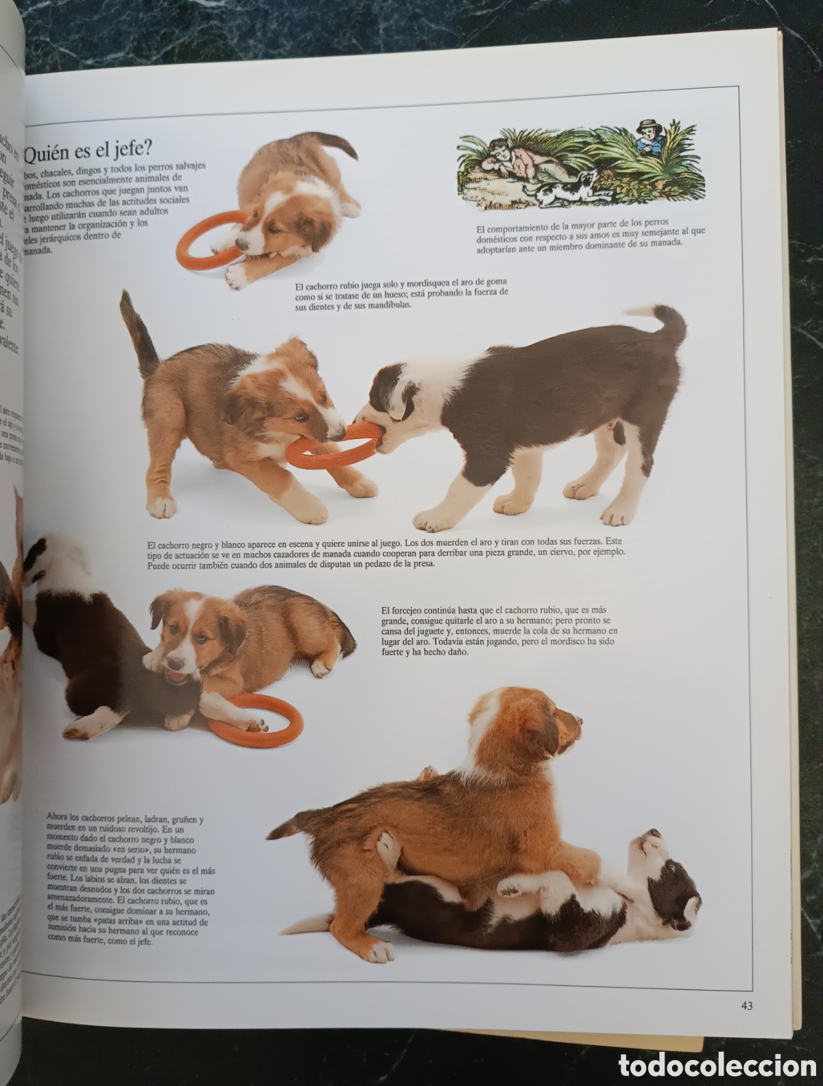 Libros de segunda mano: Enciclopedia visual de los seres vivos. - Foto 6