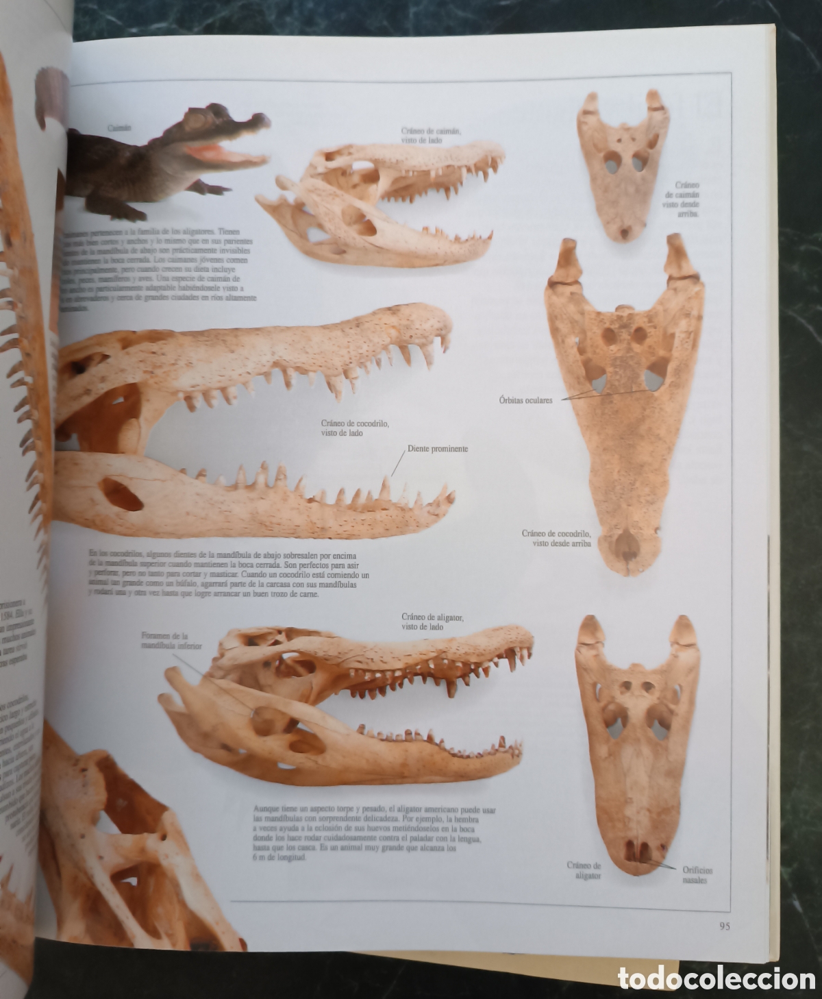 Libros de segunda mano: Enciclopedia visual de los seres vivos. - Foto 7
