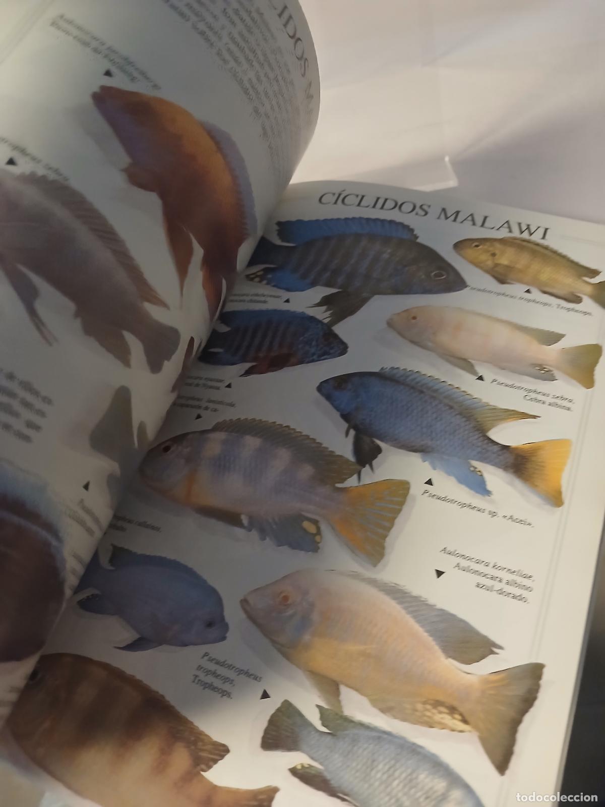Libros de segunda mano: Peces y acuarios - Axelrod, Herbert R. - Foto 3