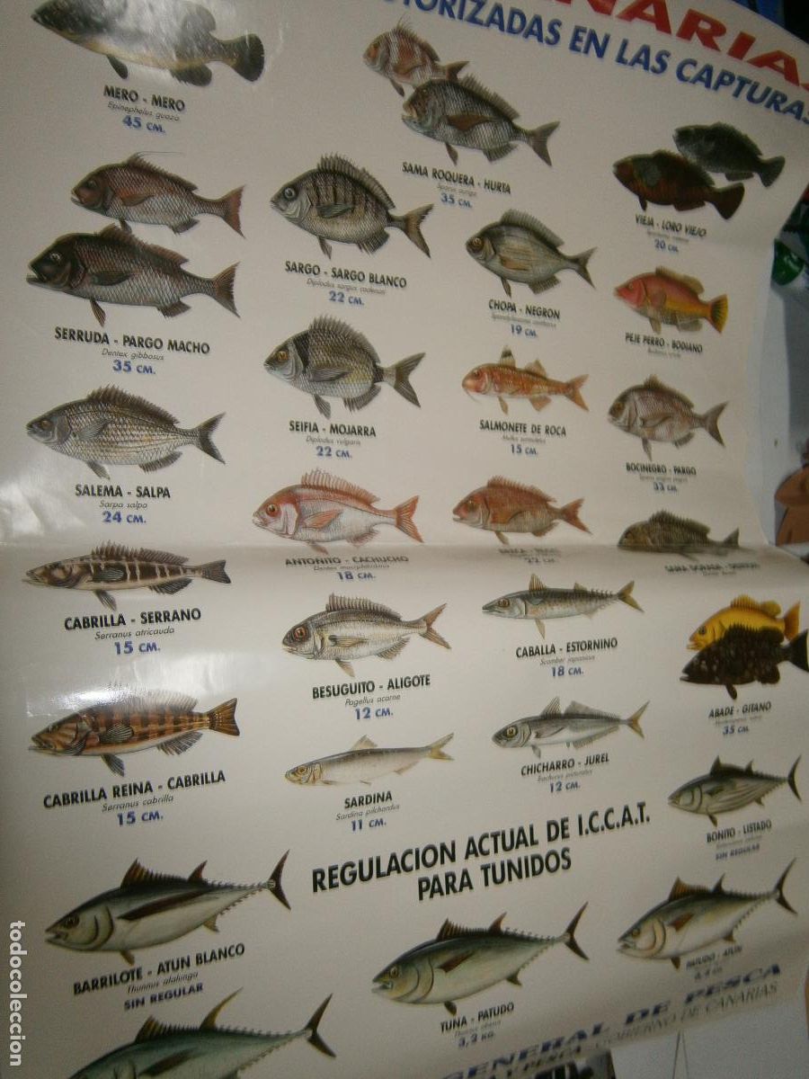 Libros de segunda mano: ANTIGUO Y ESPECTACULAR POSTER PECES DE CANARIAS