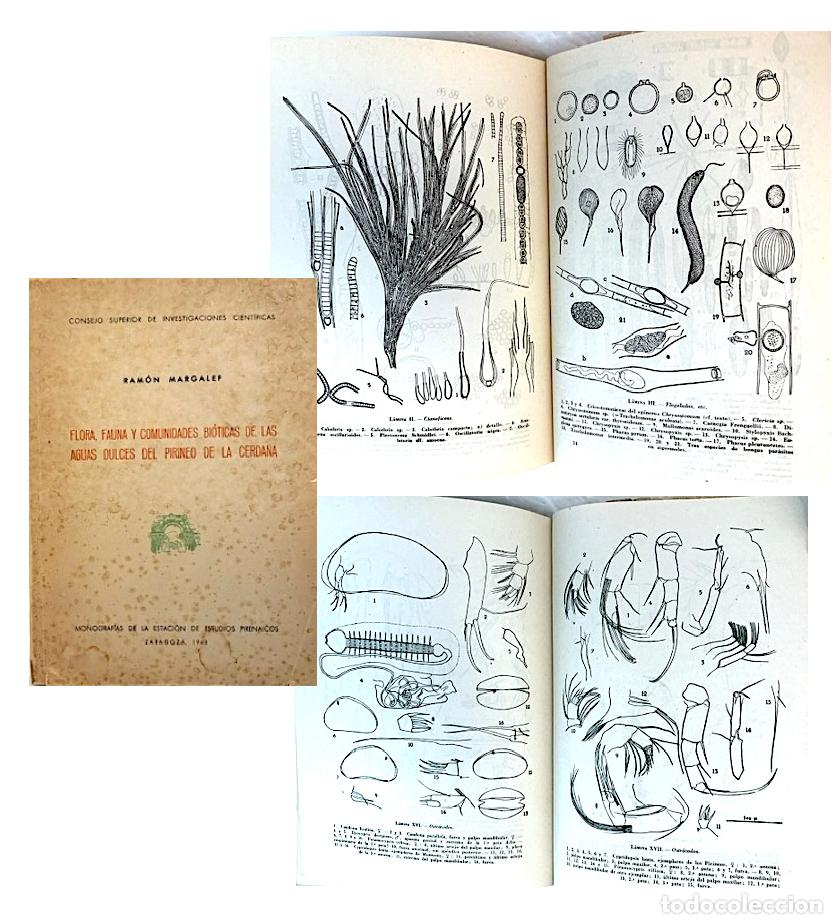 Second hand books: Flora, fauna y comunidades bi&oacute;ticas de las aguas dulces del Pirineo de la Cerda&ntilde;a (Margalef